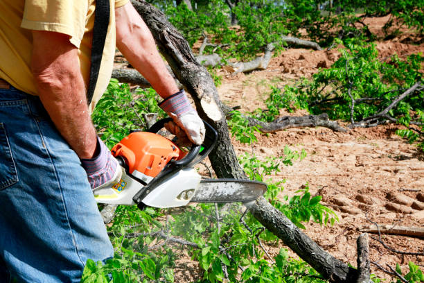 Why Choose Our Tree Removal Services in Boulder, CO?